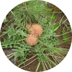 Centaurea ultreiae