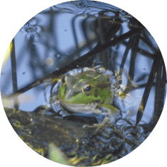 Amfibios y reptiles