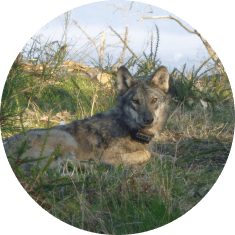 Lobo
