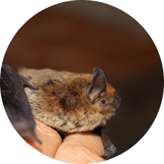 Quirópteros